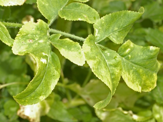 pianta alta con dei fiori gialli - Opopanax chironium